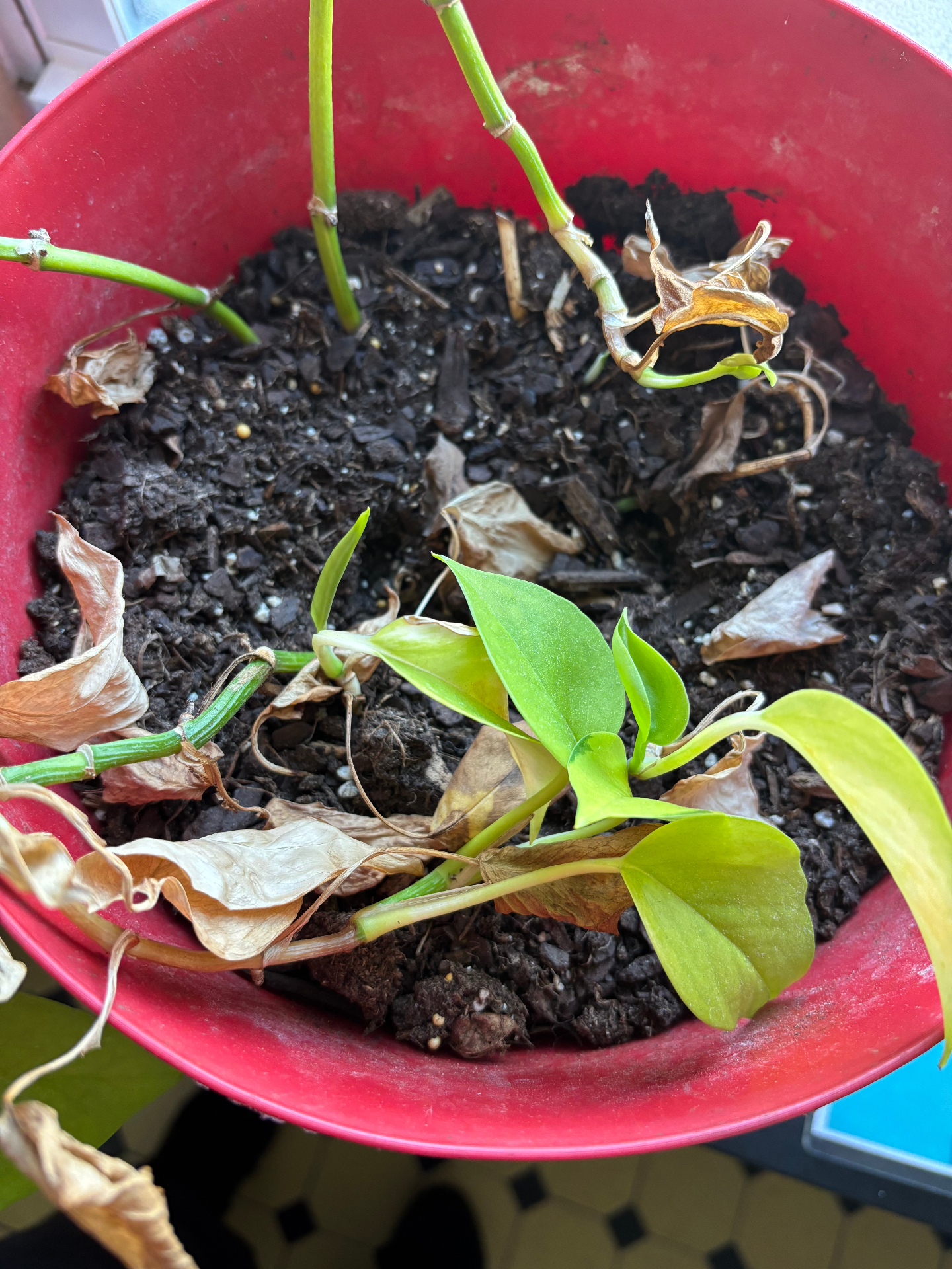 New green shoots emerging in the soil